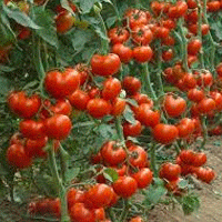 Саратовская область смогла обеспечить себя тепличными овощами