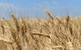 В Саратовской области экспорт сельхозпродукции вырастет до 773 млн долларов