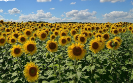 В Саратовской области собрали рекордный урожай подсолнечника