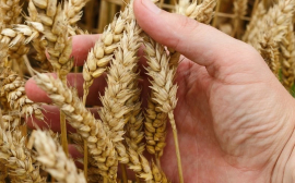 В Саратовской области собираются собрать 4,4 млн тонн зерна