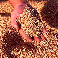 В Саратовском регионе дорожает фуражное зерно