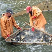 Рыбоводы Саратовского региона вырастили 5 тысяч тонн рыбы