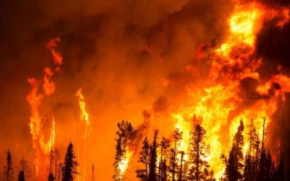 В Саратовской области на защиту лесов от огня направят 345,5 млн рублей