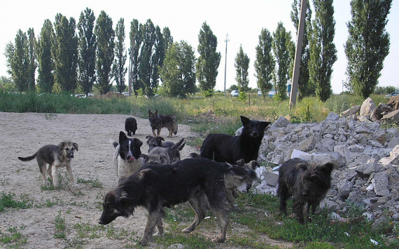В Саратовской области стерилизуют 3 тысячи бездомных собак