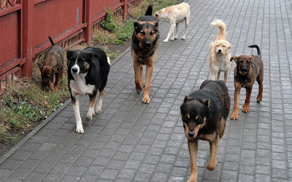 Вячеслав Володин поручил мэру Саратова построить современные приюты для собак