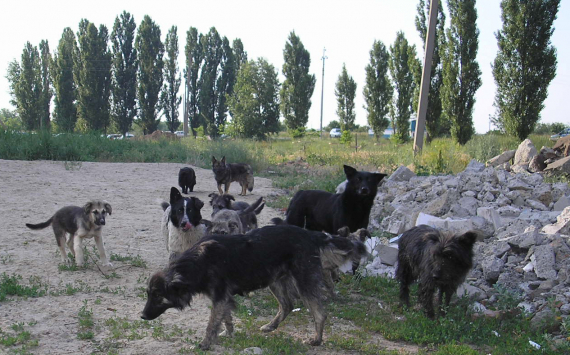 Вячеслав Володин рассказал о строительстве приютов для собак в Саратове