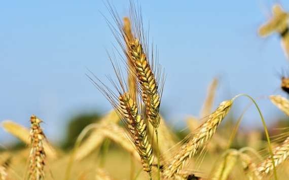 В Саратовской области аграрии первыми в округе собрали 1 млн тонн зерна