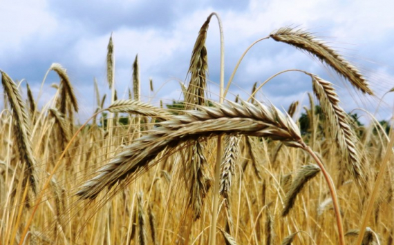 В Саратовской области собрали 3 млн тонн зерна