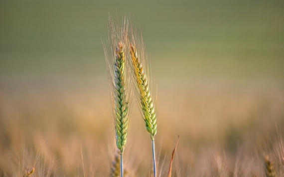 В Саратовской области собрали 5 млн тонн зерна
