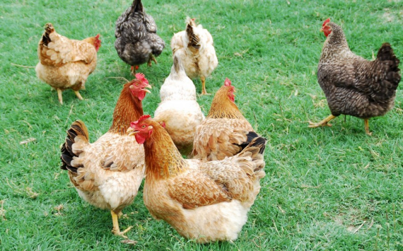 Власти Саратовской области ищут инвестора для птицефабрики
