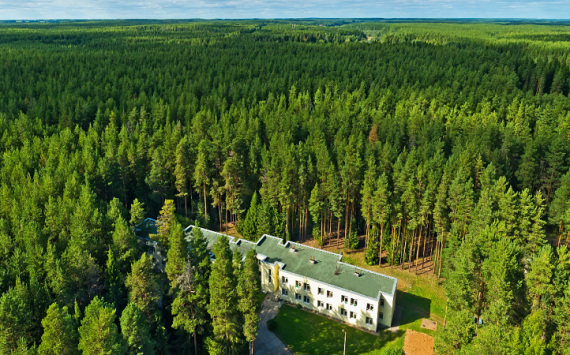 За год в Саратовской области будет высажена тысяча гектаров нового леса
